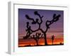 Joshua Trees at Sunrise, Mojave Desert, Joshua Tree National Monument, California, USA-Art Wolfe-Framed Premium Photographic Print