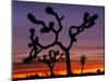 Joshua Trees at Sunrise, Mojave Desert, Joshua Tree National Monument, California, USA-Art Wolfe-Mounted Premium Photographic Print