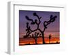 Joshua Trees at Sunrise, Mojave Desert, Joshua Tree National Monument, California, USA-Art Wolfe-Framed Photographic Print