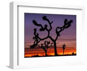 Joshua Trees at Sunrise, Mojave Desert, Joshua Tree National Monument, California, USA-Art Wolfe-Framed Photographic Print