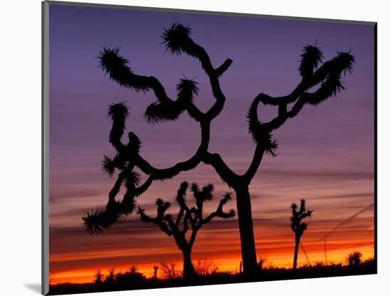 Joshua Trees at Sunrise, Mojave Desert, Joshua Tree National Monument, California, USA-Art Wolfe-Mounted Photographic Print