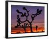 Joshua Trees at Sunrise, Mojave Desert, Joshua Tree National Monument, California, USA-Art Wolfe-Framed Photographic Print