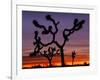 Joshua Trees at Sunrise, Mojave Desert, Joshua Tree National Monument, California, USA-Art Wolfe-Framed Photographic Print