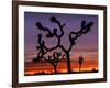 Joshua Trees at Sunrise, Mojave Desert, Joshua Tree National Monument, California, USA-Art Wolfe-Framed Photographic Print