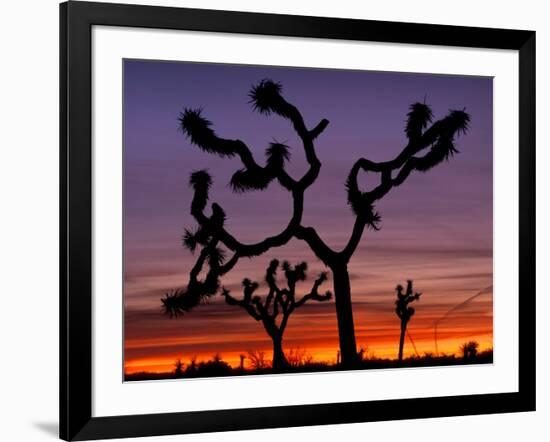 Joshua Trees at Sunrise, Mojave Desert, Joshua Tree National Monument, California, USA-Art Wolfe-Framed Photographic Print