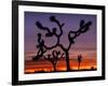 Joshua Trees at Sunrise, Mojave Desert, Joshua Tree National Monument, California, USA-Art Wolfe-Framed Photographic Print