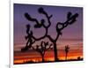 Joshua Trees at Sunrise, Mojave Desert, Joshua Tree National Monument, California, USA-Art Wolfe-Framed Photographic Print