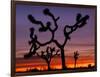 Joshua Trees at Sunrise, Mojave Desert, Joshua Tree National Monument, California, USA-Art Wolfe-Framed Photographic Print