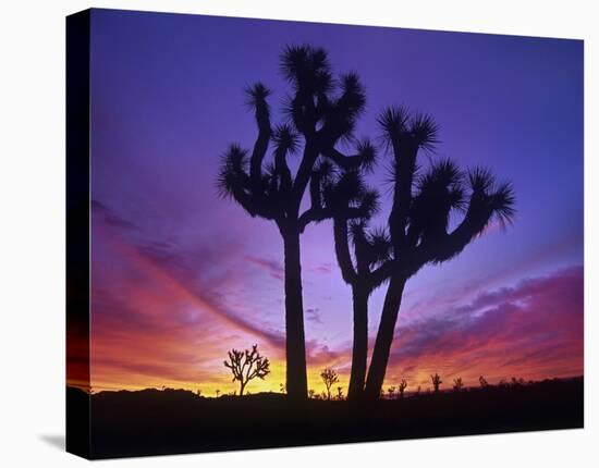 Joshua Trees at sunrise near Quail Springs, Joshua Tree National Park, California-Tim Fitzharris-Stretched Canvas