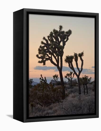 Joshua Trees at Sunset, Joshua Tree National Park, California-James Hager-Framed Stretched Canvas