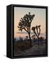 Joshua Trees at Sunset, Joshua Tree National Park, California-James Hager-Framed Stretched Canvas