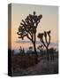 Joshua Trees at Sunset, Joshua Tree National Park, California-James Hager-Stretched Canvas