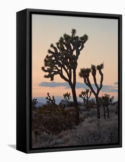 Joshua Trees at Sunset, Joshua Tree National Park, California-James Hager-Framed Stretched Canvas