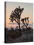 Joshua Trees at Sunset, Joshua Tree National Park, California-James Hager-Stretched Canvas