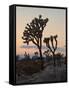 Joshua Trees at Sunset, Joshua Tree National Park, California-James Hager-Framed Stretched Canvas