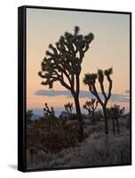 Joshua Trees at Sunset, Joshua Tree National Park, California-James Hager-Framed Stretched Canvas