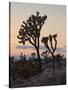 Joshua Trees at Sunset, Joshua Tree National Park, California-James Hager-Stretched Canvas