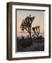 Joshua Trees at Sunset, Joshua Tree National Park, California-James Hager-Framed Premium Photographic Print