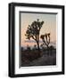 Joshua Trees at Sunset, Joshua Tree National Park, California-James Hager-Framed Premium Photographic Print