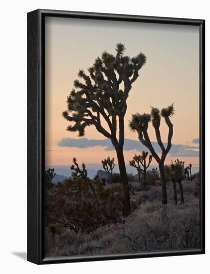 Joshua Trees at Sunset, Joshua Tree National Park, California-James Hager-Framed Photographic Print