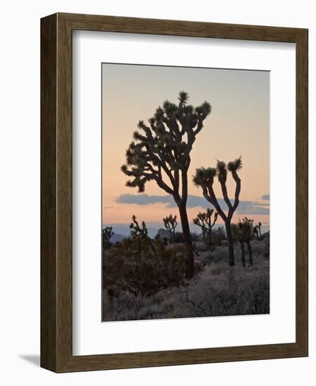 Joshua Trees at Sunset, Joshua Tree National Park, California-James Hager-Framed Photographic Print