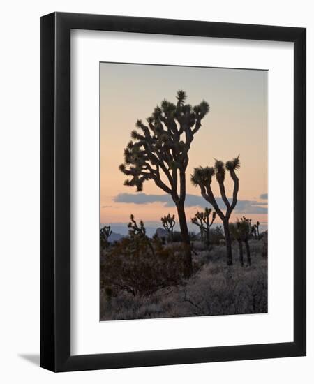 Joshua Trees at Sunset, Joshua Tree National Park, California-James Hager-Framed Photographic Print