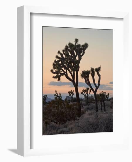 Joshua Trees at Sunset, Joshua Tree National Park, California-James Hager-Framed Photographic Print