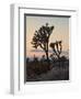 Joshua Trees at Sunset, Joshua Tree National Park, California-James Hager-Framed Photographic Print