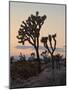 Joshua Trees at Sunset, Joshua Tree National Park, California-James Hager-Mounted Photographic Print