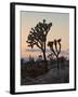 Joshua Trees at Sunset, Joshua Tree National Park, California-James Hager-Framed Photographic Print