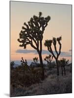 Joshua Trees at Sunset, Joshua Tree National Park, California-James Hager-Mounted Photographic Print