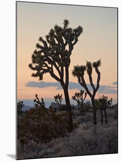 Joshua Trees at Sunset, Joshua Tree National Park, California-James Hager-Mounted Photographic Print