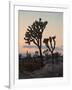 Joshua Trees at Sunset, Joshua Tree National Park, California-James Hager-Framed Photographic Print