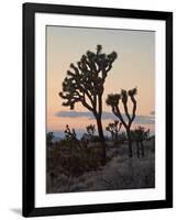 Joshua Trees at Sunset, Joshua Tree National Park, California-James Hager-Framed Photographic Print