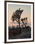 Joshua Trees at Sunset, Joshua Tree National Park, California-James Hager-Framed Photographic Print