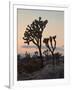 Joshua Trees at Sunset, Joshua Tree National Park, California-James Hager-Framed Photographic Print