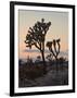 Joshua Trees at Sunset, Joshua Tree National Park, California-James Hager-Framed Photographic Print