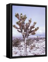 Joshua Trees Grow in the Foothills Leading to Mt. Charleston, north of Las Vegas, Nevada, USA-Brent Bergherm-Framed Stretched Canvas