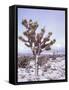 Joshua Trees Grow in the Foothills Leading to Mt. Charleston, north of Las Vegas, Nevada, USA-Brent Bergherm-Framed Stretched Canvas