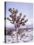 Joshua Trees Grow in the Foothills Leading to Mt. Charleston, north of Las Vegas, Nevada, USA-Brent Bergherm-Stretched Canvas