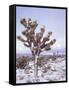 Joshua Trees Grow in the Foothills Leading to Mt. Charleston, north of Las Vegas, Nevada, USA-Brent Bergherm-Framed Stretched Canvas