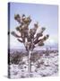 Joshua Trees Grow in the Foothills Leading to Mt. Charleston, north of Las Vegas, Nevada, USA-Brent Bergherm-Stretched Canvas