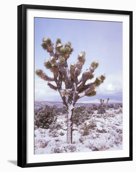Joshua Trees Grow in the Foothills Leading to Mt. Charleston, north of Las Vegas, Nevada, USA-Brent Bergherm-Framed Premium Photographic Print