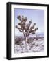 Joshua Trees Grow in the Foothills Leading to Mt. Charleston, north of Las Vegas, Nevada, USA-Brent Bergherm-Framed Photographic Print