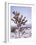 Joshua Trees Grow in the Foothills Leading to Mt. Charleston, north of Las Vegas, Nevada, USA-Brent Bergherm-Framed Photographic Print