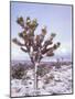 Joshua Trees Grow in the Foothills Leading to Mt. Charleston, north of Las Vegas, Nevada, USA-Brent Bergherm-Mounted Photographic Print