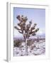 Joshua Trees Grow in the Foothills Leading to Mt. Charleston, north of Las Vegas, Nevada, USA-Brent Bergherm-Framed Photographic Print