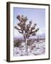 Joshua Trees Grow in the Foothills Leading to Mt. Charleston, north of Las Vegas, Nevada, USA-Brent Bergherm-Framed Photographic Print