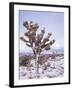 Joshua Trees Grow in the Foothills Leading to Mt. Charleston, north of Las Vegas, Nevada, USA-Brent Bergherm-Framed Photographic Print