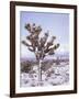 Joshua Trees Grow in the Foothills Leading to Mt. Charleston, north of Las Vegas, Nevada, USA-Brent Bergherm-Framed Photographic Print